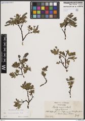 Foto von Salix breviserrata Flod.